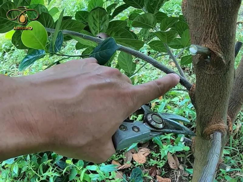 Kỹ thuật cắt cành mít