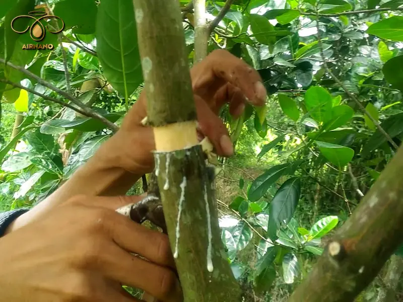 Kỹ thuật ghép áp trên cây mít