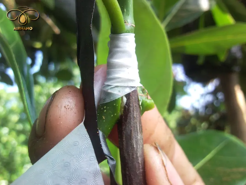 Kỹ thuật ghép cành mít