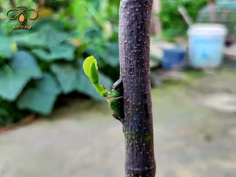 Kỹ thuật ghép mắt trên cây mít