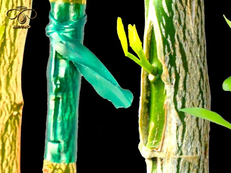 Kỹ thuật ghép mít đơn giản, dễ làm, tỷ lệ sống cao