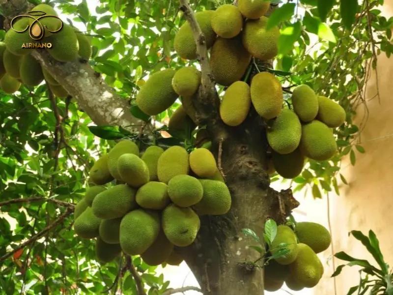 Kỹ thuật trồng cây mít ta