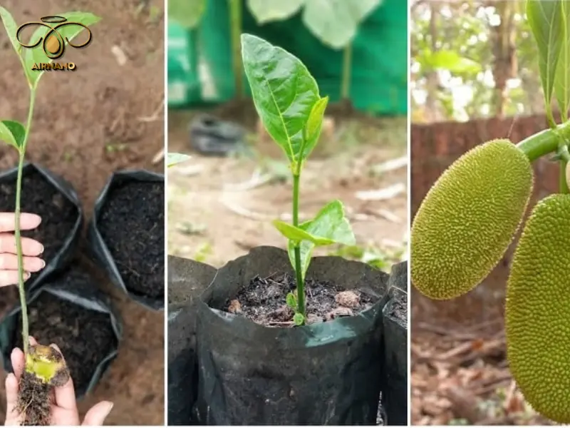 Trồng mít Thái trong chậu đơn giản, dễ thực hiện.