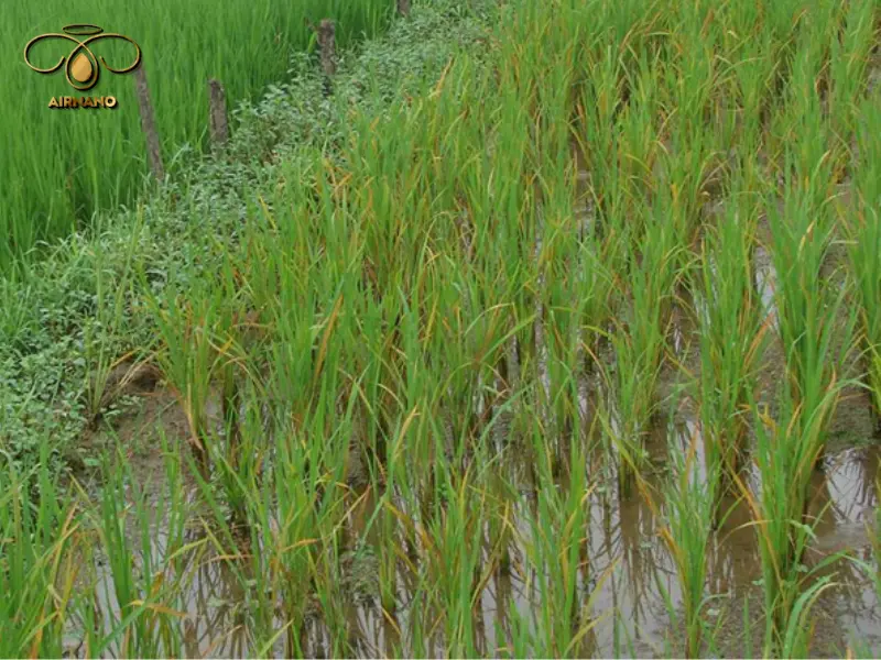 Lá lúa thay đổi màu sắc