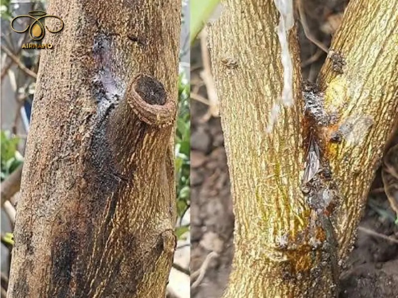 Nguyên nhân gây bệnh nứt thân xì mủ