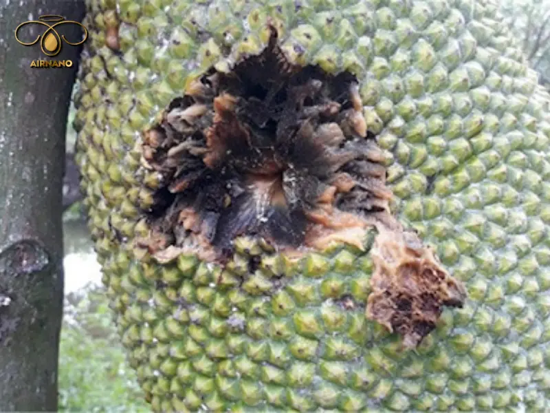 Bệnh thối trái mít