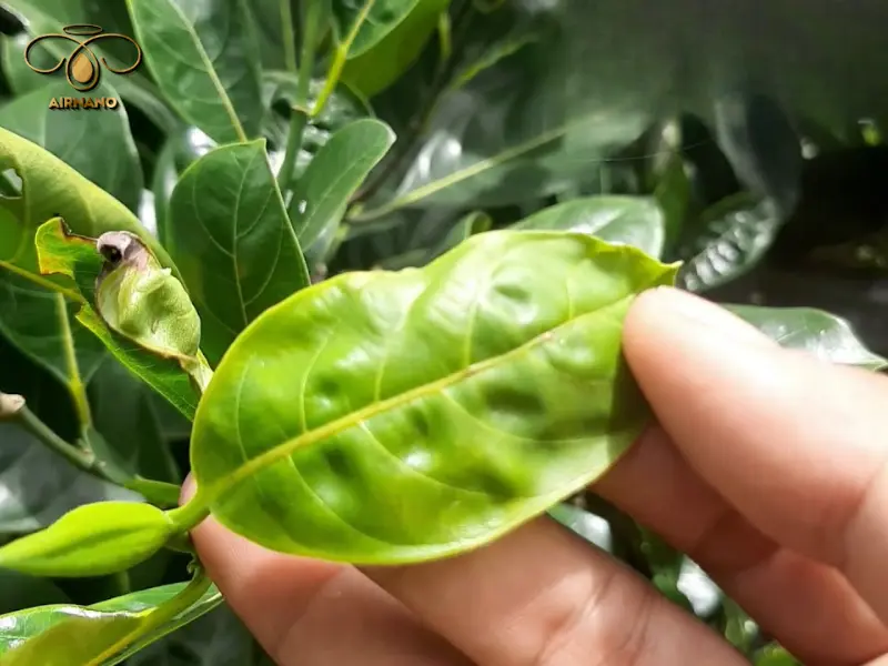 Lá mít cuốn tròn