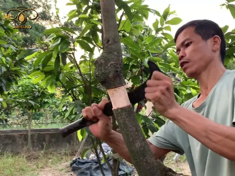 Phương pháp chiết cành