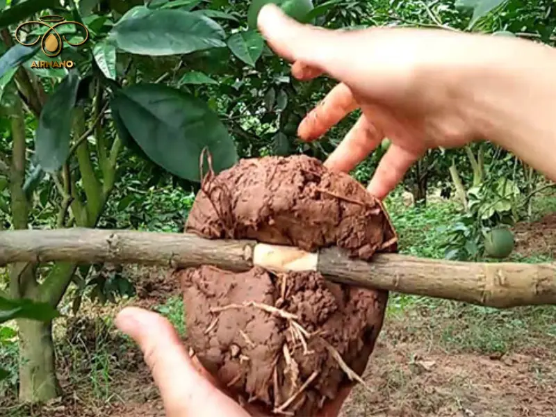 Phương pháp chiết rễ