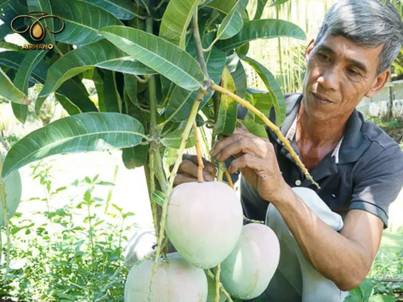 Quy trình chăm sóc cây xoài 