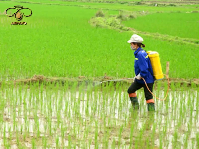 Phun thuốc phòng ngừa sâu bệnh hại