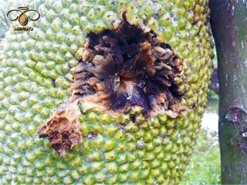 Sâu bệnh hại cây mít