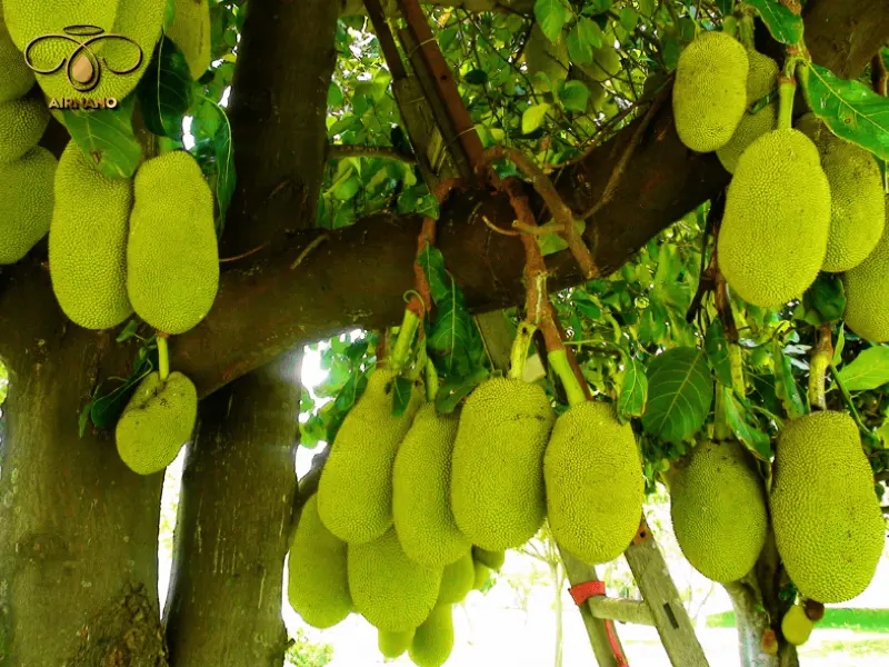 Cắt tỉa cành mít