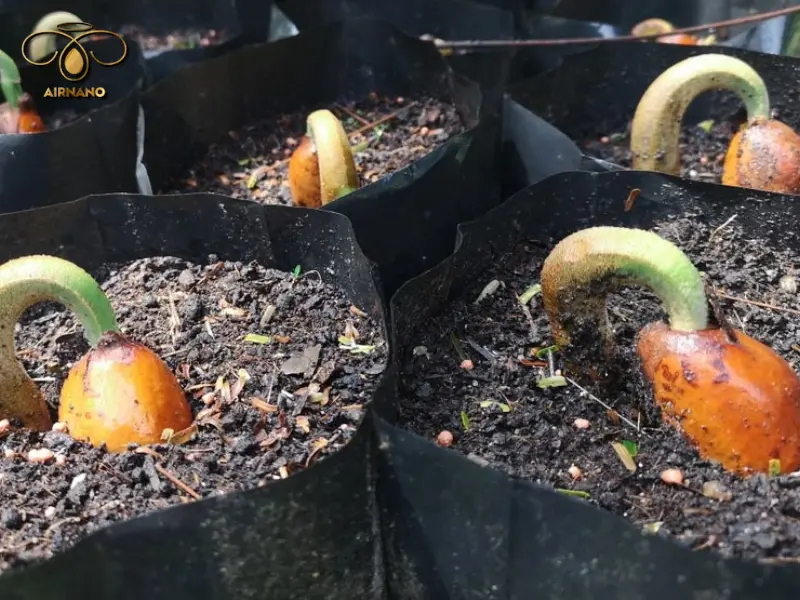 Tiến hành ươm hạt mít