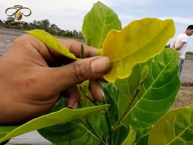 Dấu hiệu cây mít bị vàng lá