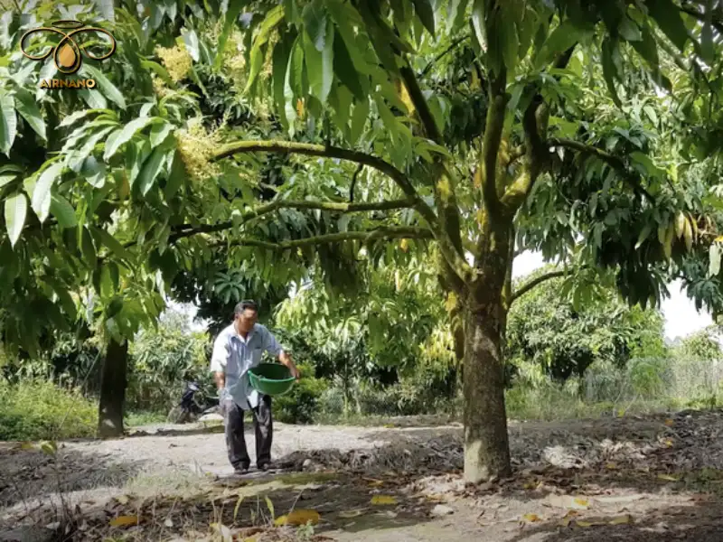 Cần phải làm gì để cây xoài ra hoa nhanh