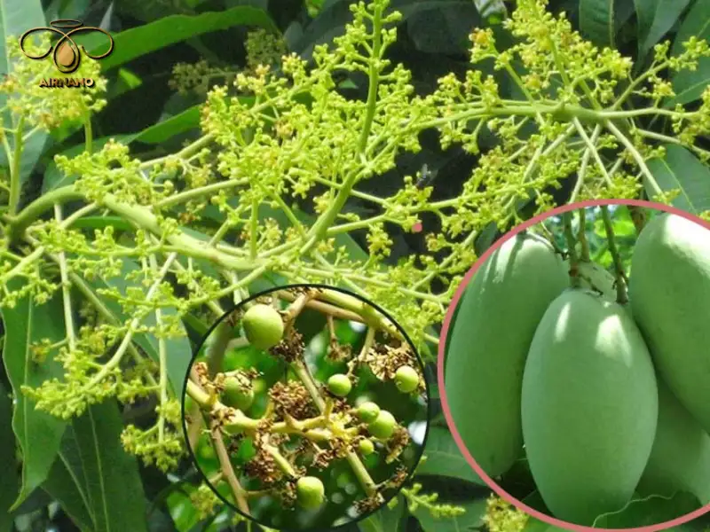 Cây xoài ra hoa tháng mấy trong năm