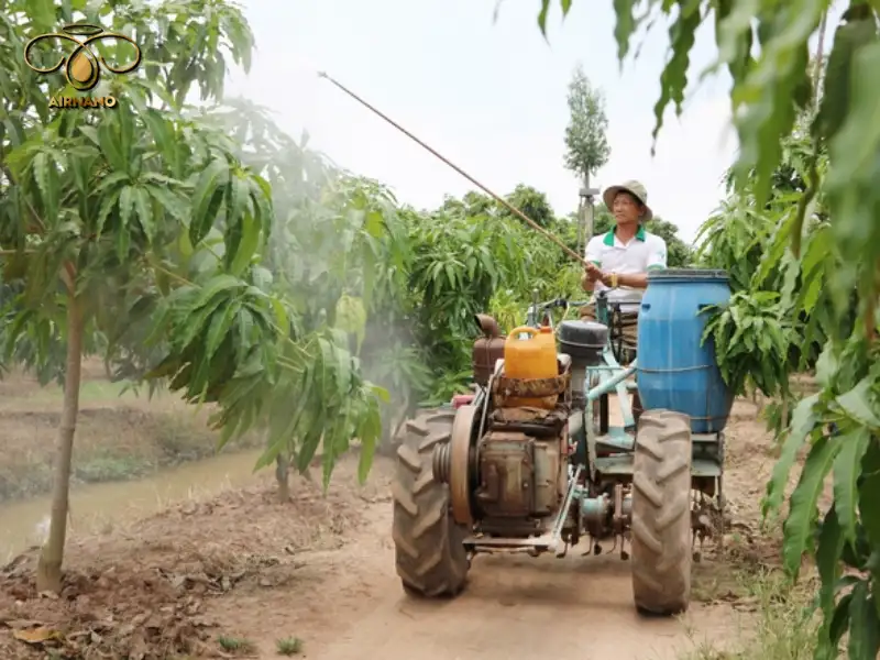 Hướng dẫn kỹ thuật chăm sóc cây xoài cho ra hoa tốt nhất