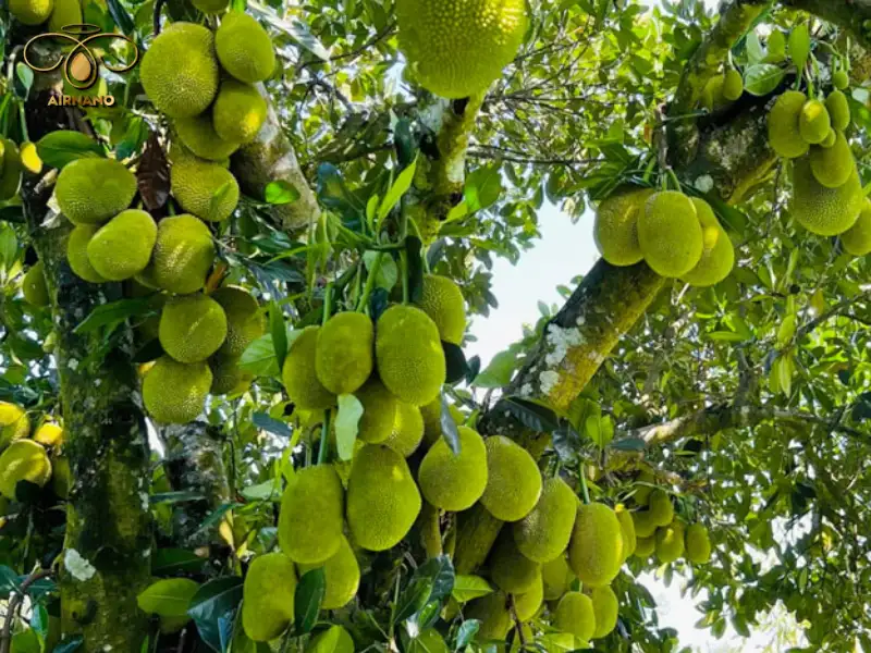 Miền bắc nên trồng giống mít gì phù hợp