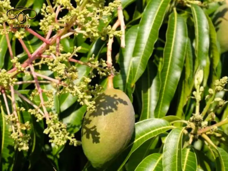 Xoài ra hoa tháng mấy