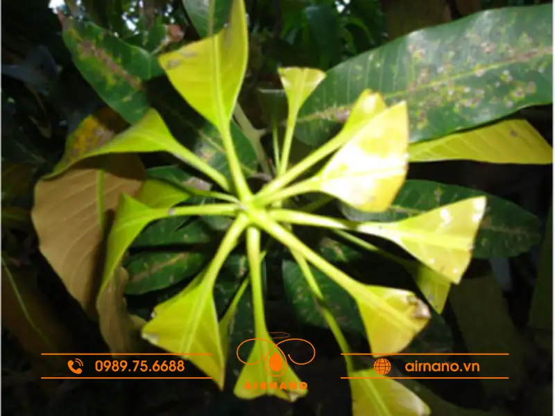 Bọ cắt lá xoài non