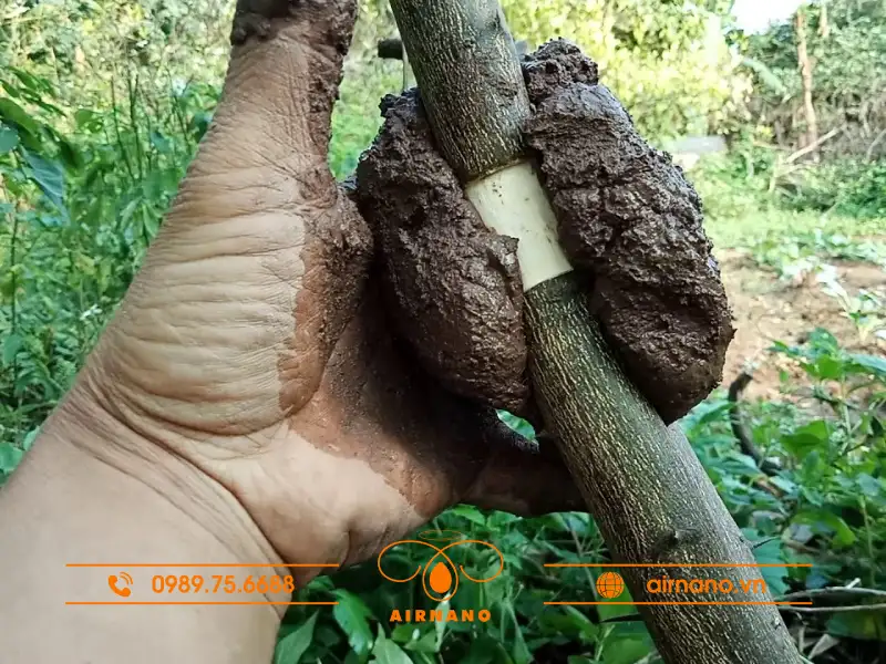 Tiến hành bọc đất