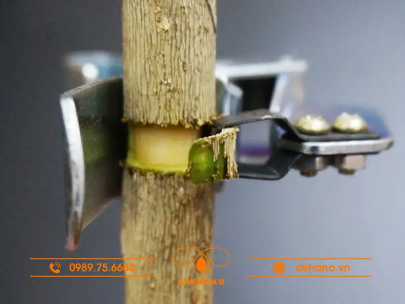 Các bước chiết cành xoài