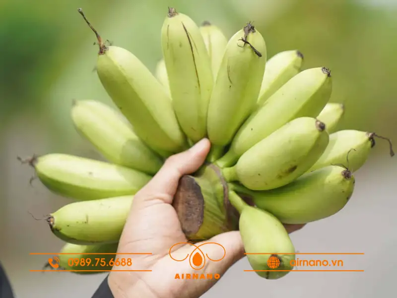 Cách chọn giống chuối cau tốt