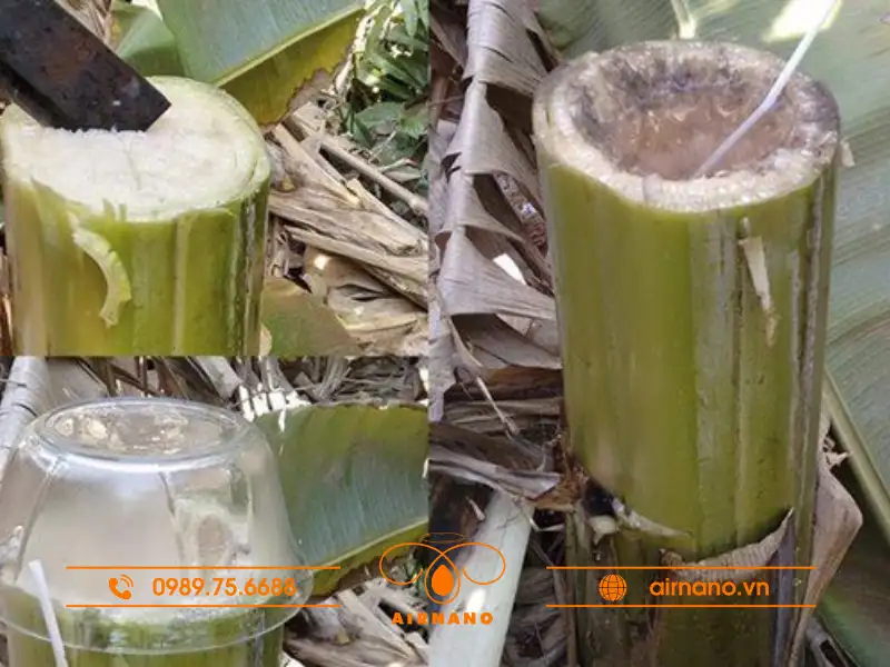 Cây chuối nước