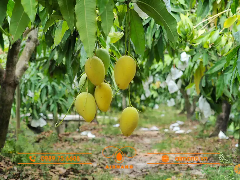 Ưu điểm khi chiết cành cây xoài