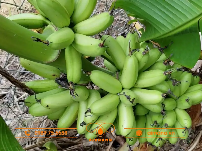 Đặc điểm của chuối bơm