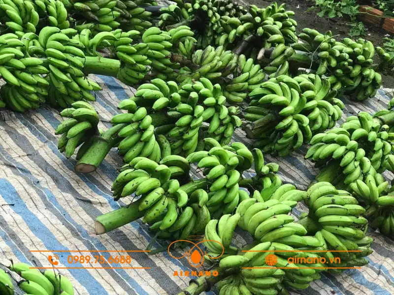 Nguồn gốc của cây chuối chà bột