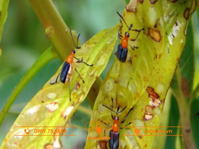 Đặc điểm của bọ cắt lá xoài non