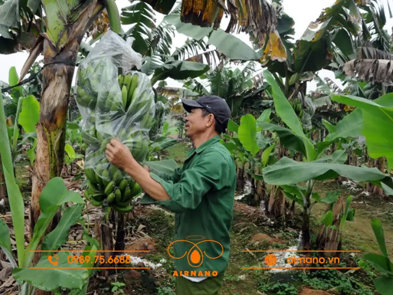 Chăm sóc cây chuối chà bột tránh sâu bệnh hại