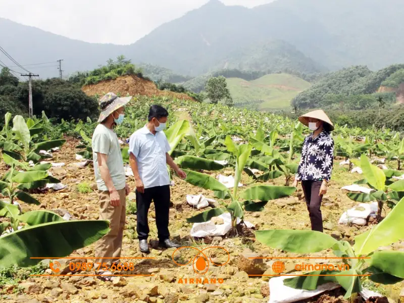 Chăm sóc cây chuối nước hiệu quả