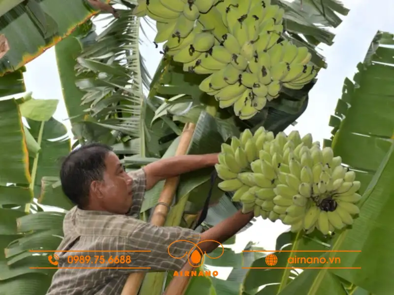 Hướng dẫn cách chăm sóc cây chuối sáp 