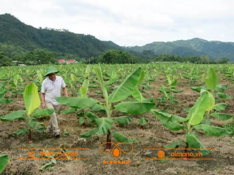 Chăm sóc giống chuối bơm đúng cách
