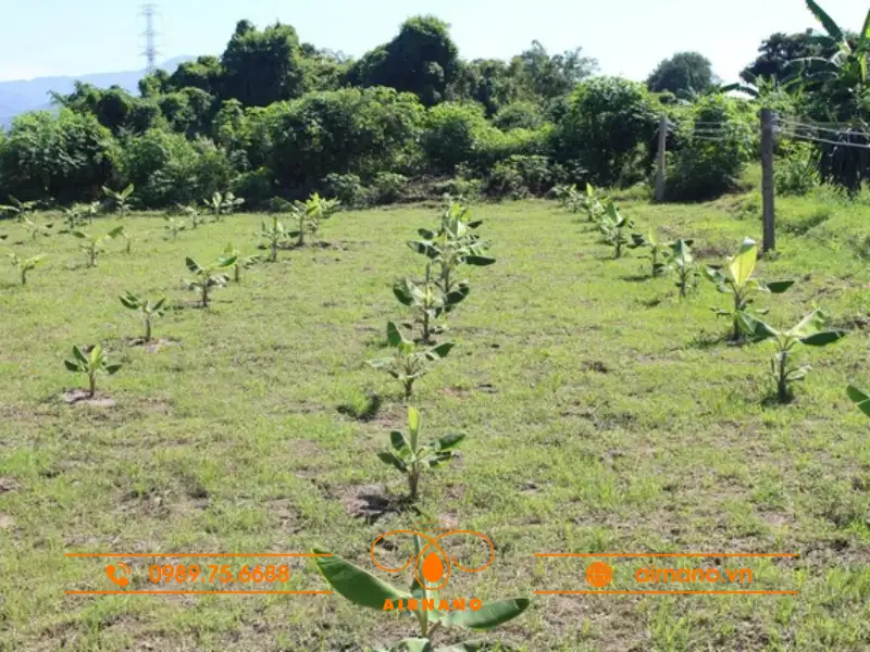 Kỹ thuật trồng chuối chà bột đúng cách