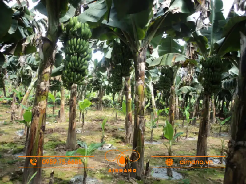 Kỹ thuật trồng chuối nước