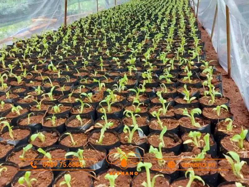 Kỹ thuật trồng giống chuối sáp dễ thực hiện