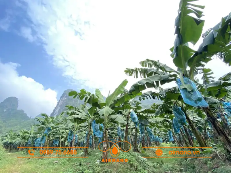 Kỹ thuật trồng và chăm sóc chuối cau