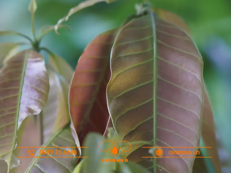 Nhận biết bọ cắt lá xoài