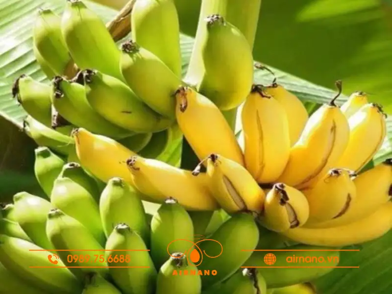 Nguồn gốc của chuối cơm