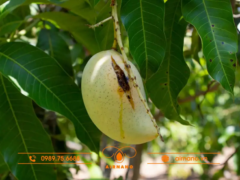 Nguyên nhân làm cho cây xoài bị xì mủ