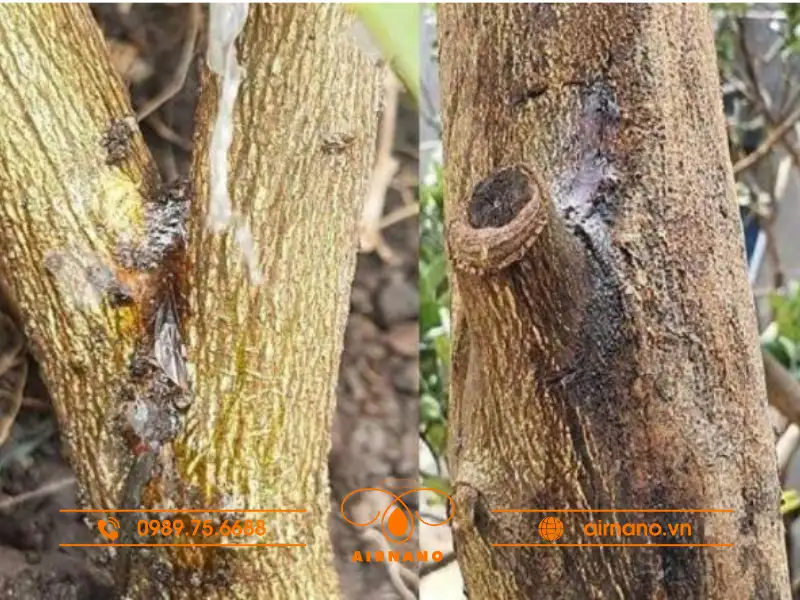 Cây xoài bị xì mủ