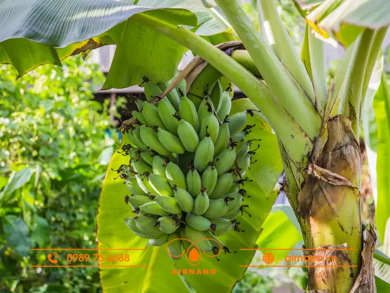 1 Cây chuối có bao nhiêu buồng chuối