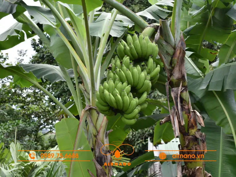 1 Cây chuối có bao nhiêu buồng