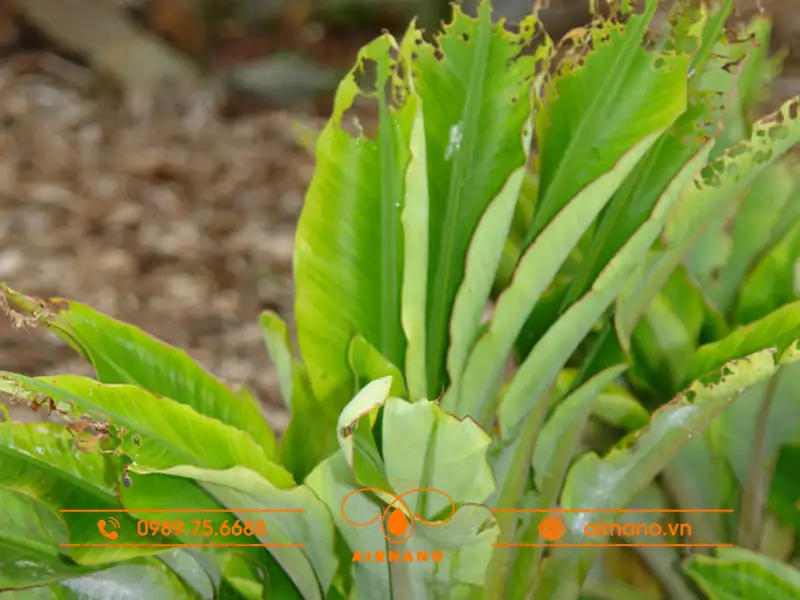 Cách phòng trừ bệnh chùn đọt trên cây chuối hiệu quả | Airnano Việt Nam