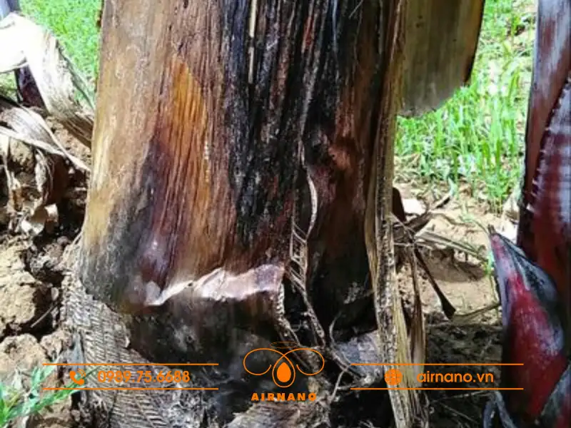 Biện pháp phòng bệnh thối thân trên cây chuối hiệu quả