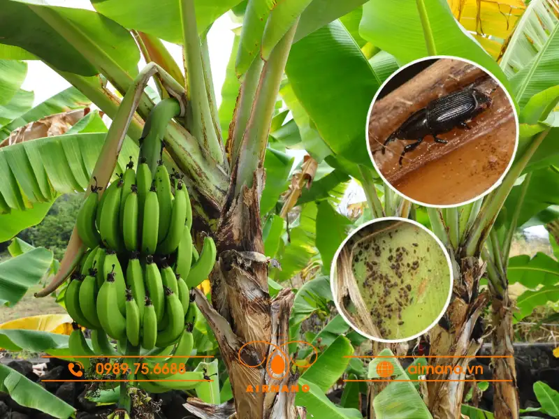 Các loại sâu bệnh hại chuối và cách phòng trừ